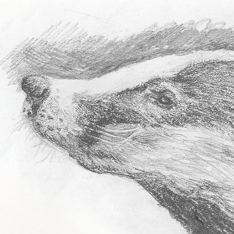 European Badger �