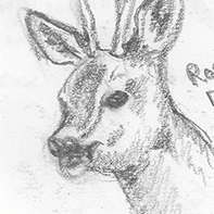 Roe deer study �