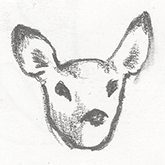 Deer sketches �
